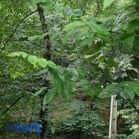 شرکت هواپیمایی جزرومد گشت
