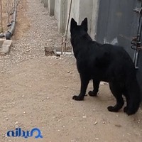 پت شاپ مشهد