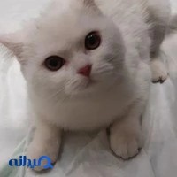 کلینیک دامپزشکی عاج