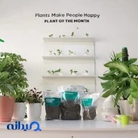 گلشو فروشگاه آنلاین گیاهان آپارتمانی