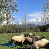 کلبه سالار،اجاره کلبه آرامش