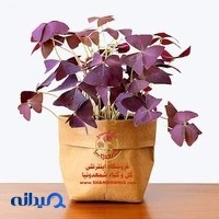 فروشگاه اینترنتی شمعدونیا