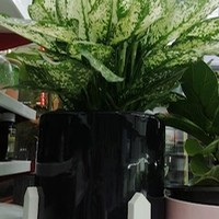 گل و گیاه فردیس