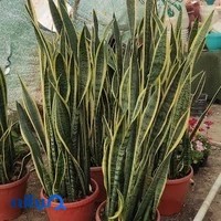 باغ گل و گیاه دانیال