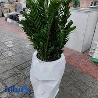Kohansal plant
