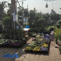 گلفروشی یاس سفید