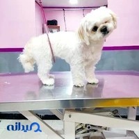 آرایشگاه حیوانات خانگی غزل