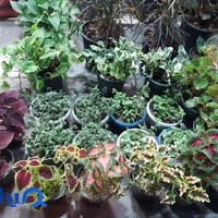گلسرای کاکتوس