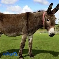 ترابری انلاین