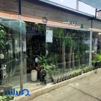 گل و گیاه آرکا