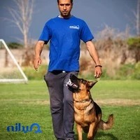 مربی سگ ، آموزش سگ مجید عظیمی
