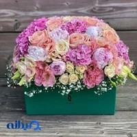 گل ساینا
