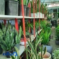 فروشگاه گل و گیاه آدنیس