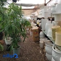 بازار گلفروشی گل کار