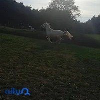 باشگاه سوارکاری پگاسوس