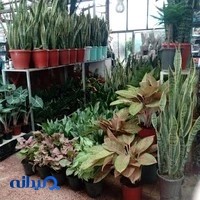 گل و گیاه سورنا