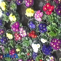 فروشگاه خانه سبز