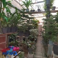گل‌فروشی ندای گل
