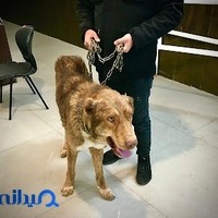 مجتمع دامپزشکی