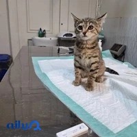 کلینیک دامپزشکی پاندورا