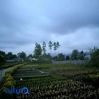 گل و گیاه منصوری