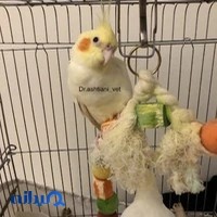 کلینیک دامپزشکی جم