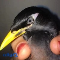 کلینیک پرندگان سیمرغ