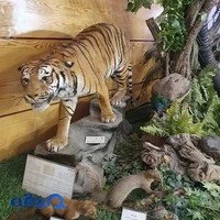 موزه طبیعت و حيات ‌وحش ایران - دارآباد