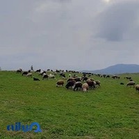 شرکت لوله کشی گاز گوهرشعله آسیا