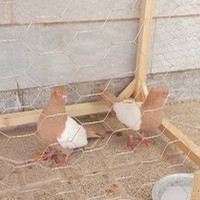 کلینیک دامپزشکی دکتر ظریف