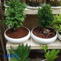 گل فروشی صبح گل