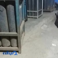 شارژ کپسول اکسیژن سلیمانی