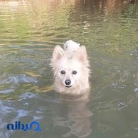 پانسیون حیوانات خانگی تیلدا