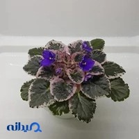 بنفشه آفریقایی سانوس
