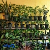 گل های آپارتمانی بوتانیک Botanic