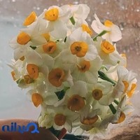 مرکز جامع نوروفيدبک راد