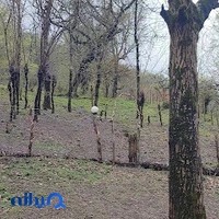 تخمه سرای مبین