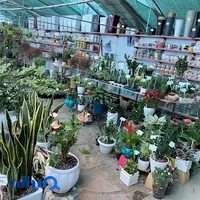 باغ گل ايران رز
