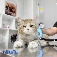 کلینیک تخصصی دامپزشکی اگزو