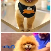 Nikpanje-pet-clinic کلینیک دامپزشکی دکتر نیک پنجه
