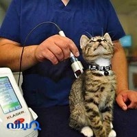 مرکز لیزرتراپی و فیزیوتراپی حیوانات خانگی
