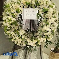 گل گیاه بابونه