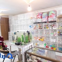 پرنده سرای پدر