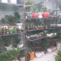 دهکده گل
