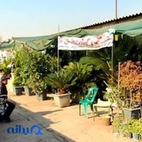 گل دهقانی