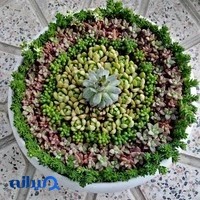 دهکده گل و گیاه لیندا