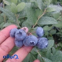گلخانه دلیرنده