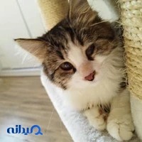 پانسیون گربه شریعتی
