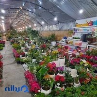 گلسرای مینیاتور ۲