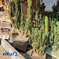 Ananda Garden گل باغ آناندا